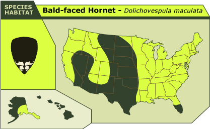 hornet-map.png