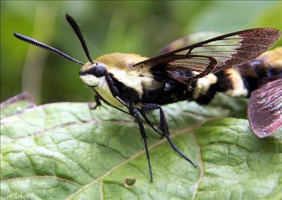 bee-moth.jpg