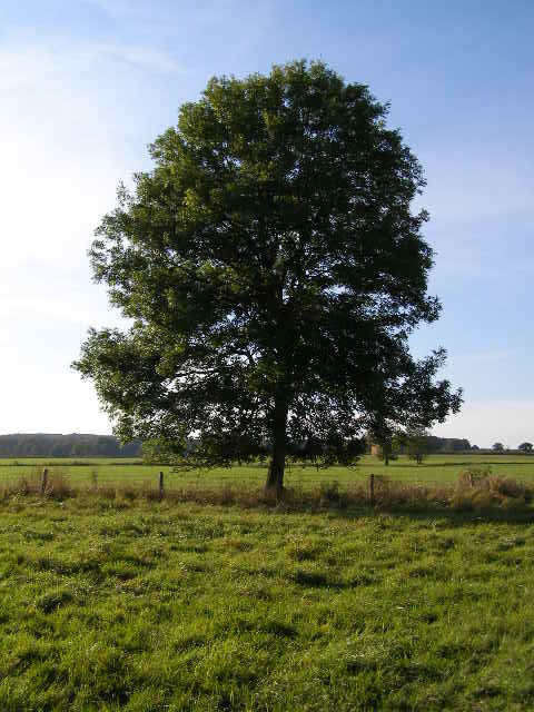 Tree.jpg