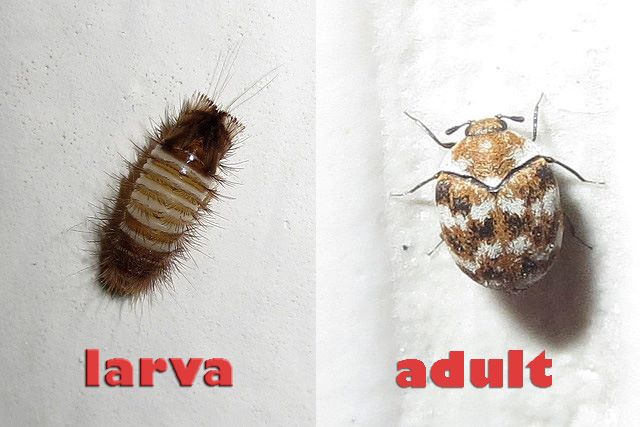 carpet-beetle-larva-adult-161121-583336e6e797d.jpg