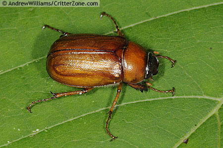 may-beetle.jpg